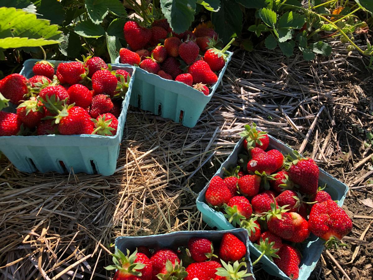 Spring harvest strawberries after fall planting