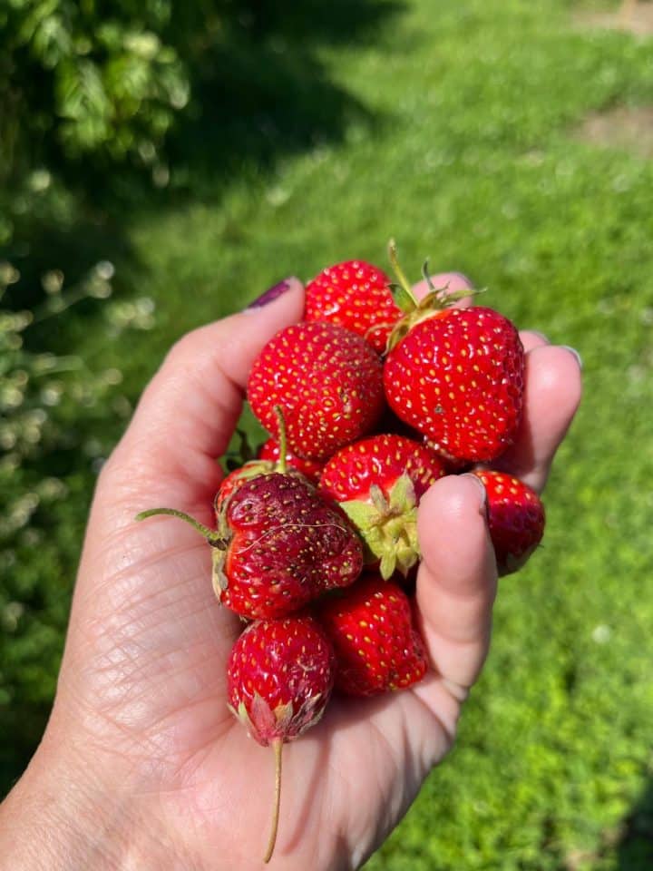 Planning Your Strawberry Bed Calculating The Number of Plants You Need
