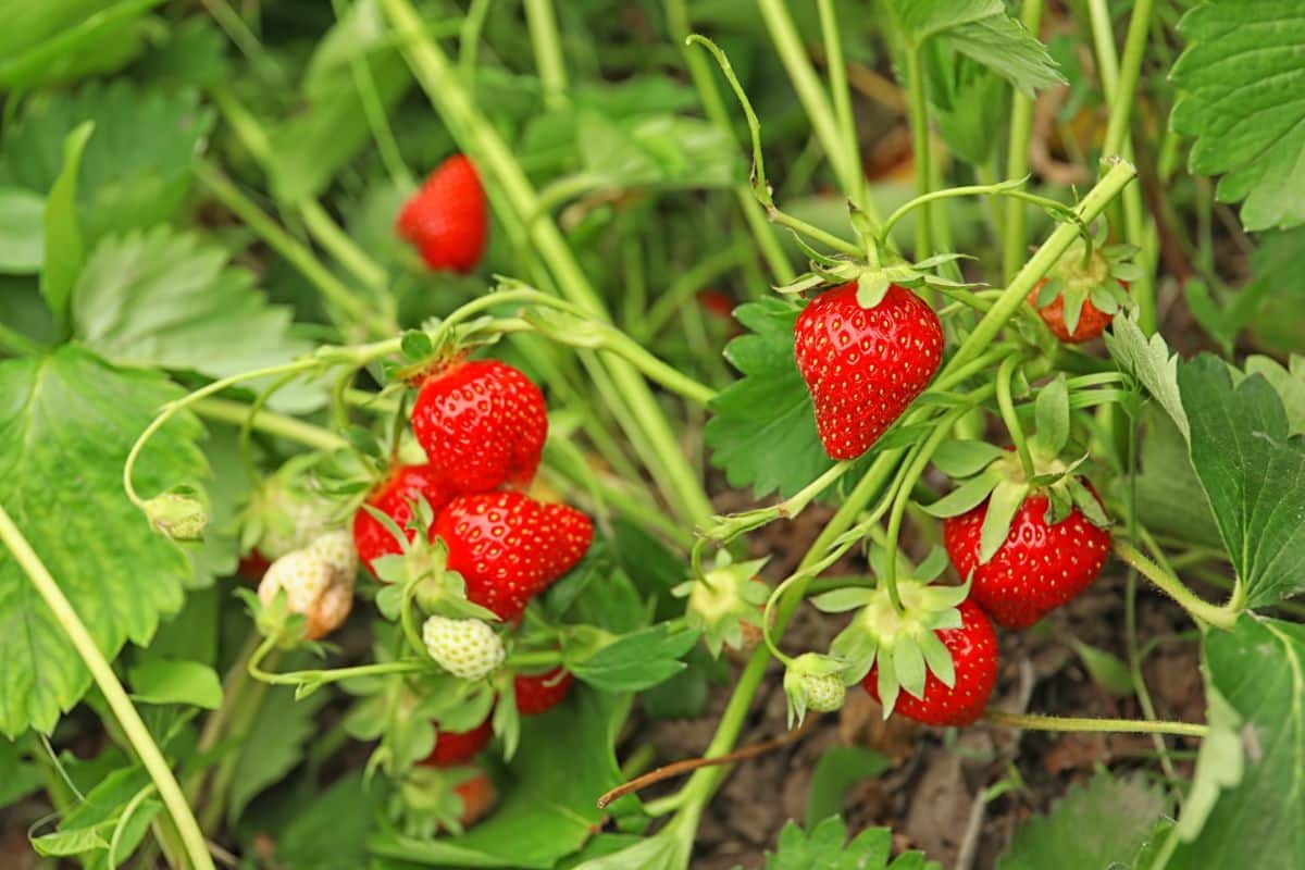 Red, ripe strawberries on June bearing plants
