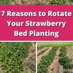 7 Reasons to Rotate Your Strawberry Bed Planting pinterest image.