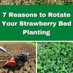 7 Reasons to Rotate Your Strawberry Bed Planting pinterest image.