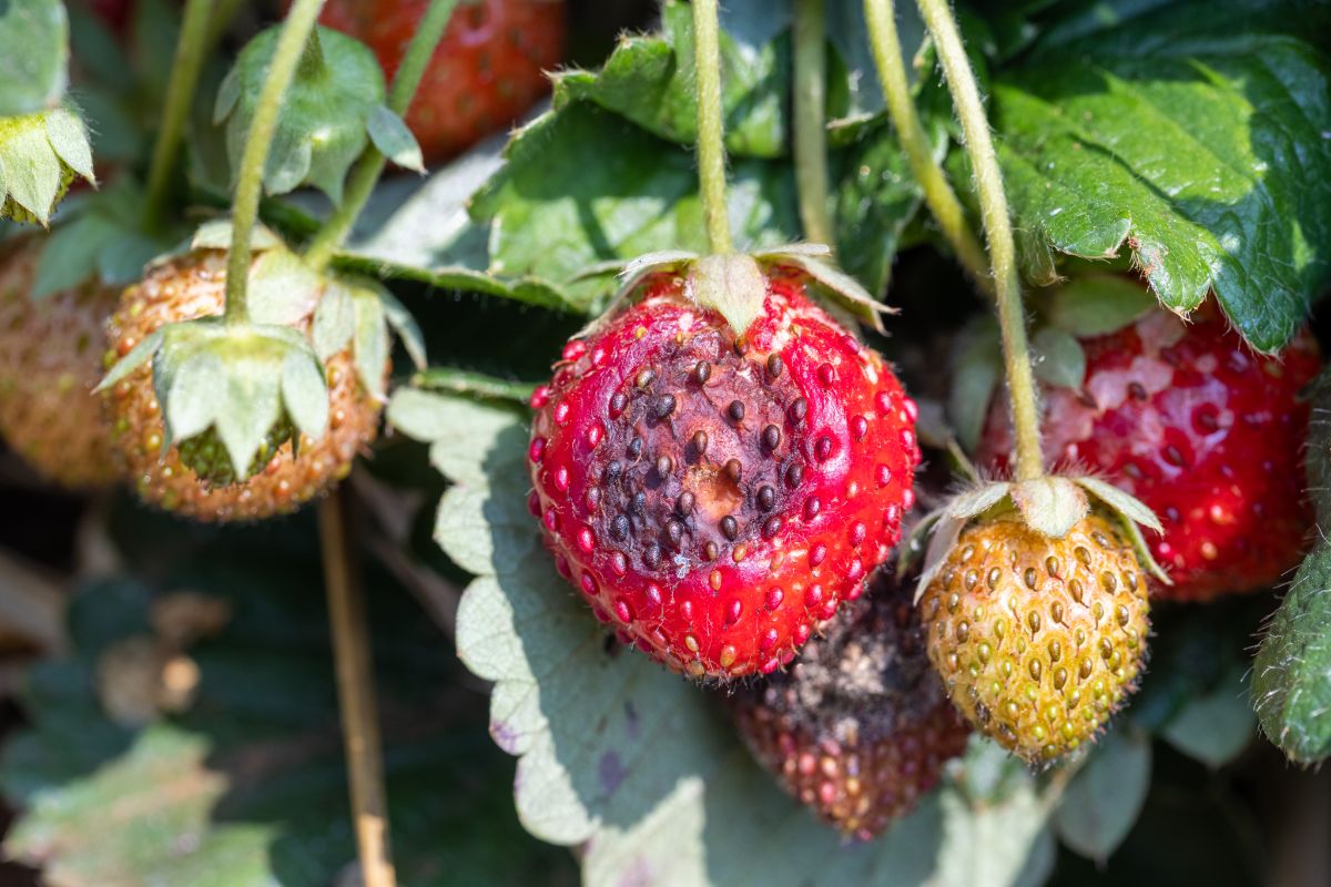 RIpe strawberry with disease on sunny day.