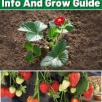 Ruby Ann Strawberry Variety Info And Grow Guide pinterest image.
