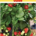 Ruby Ann Strawberry Variety Info And Grow Guide pinterest image.