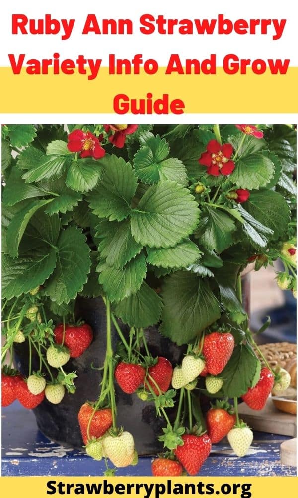 Ruby Ann Strawberry Variety Info And Grow Guide – Strawberry Plants