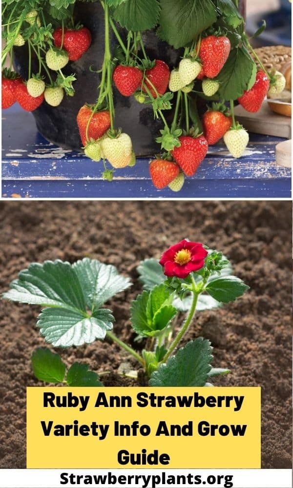 Ruby Ann Strawberry Variety Info And Grow Guide – Strawberry Plants