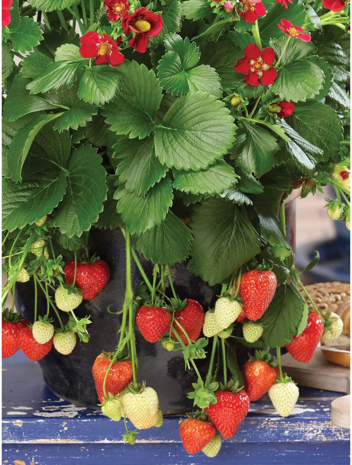 Ruby Ann strawberry  variety with ripe fruits growing in a pot.