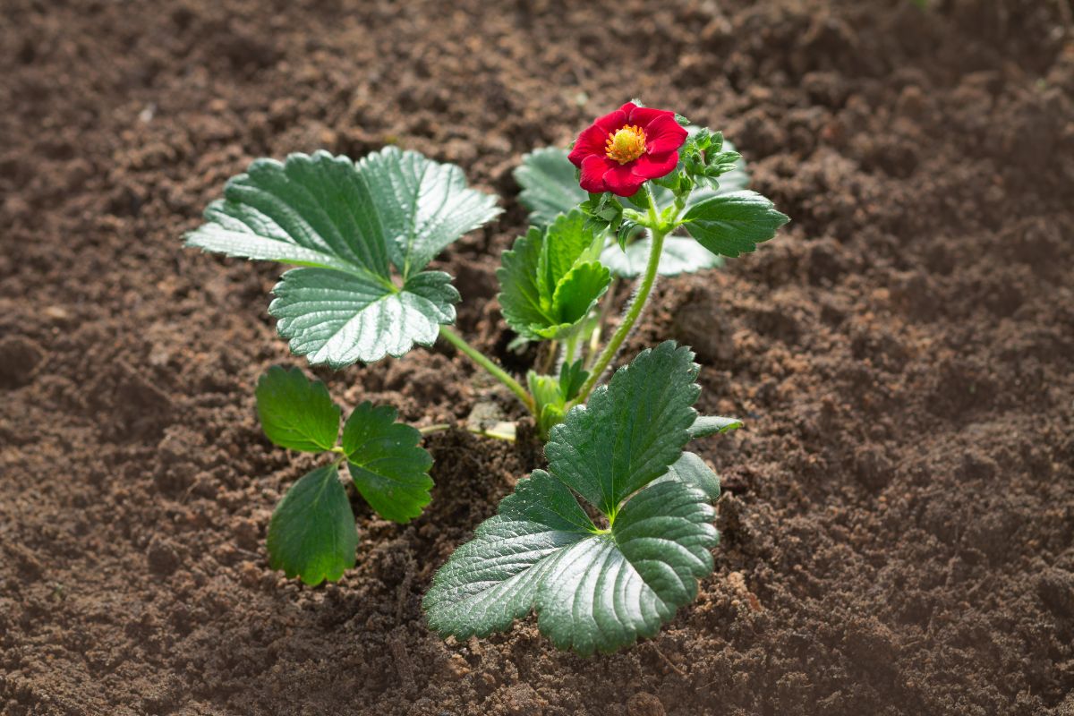 Rubby Ann Strawberry variety with red flower growing in a soil.