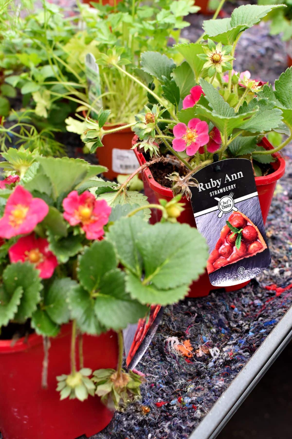 Ruby Ann strawberry plants with pink flowers growing in pots.