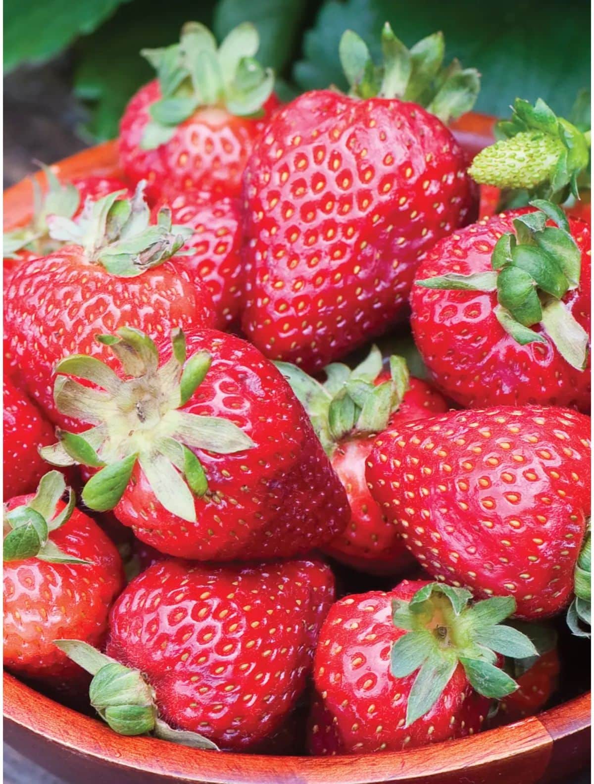 Bowl of ripe seascape strawberry variety fruits.
