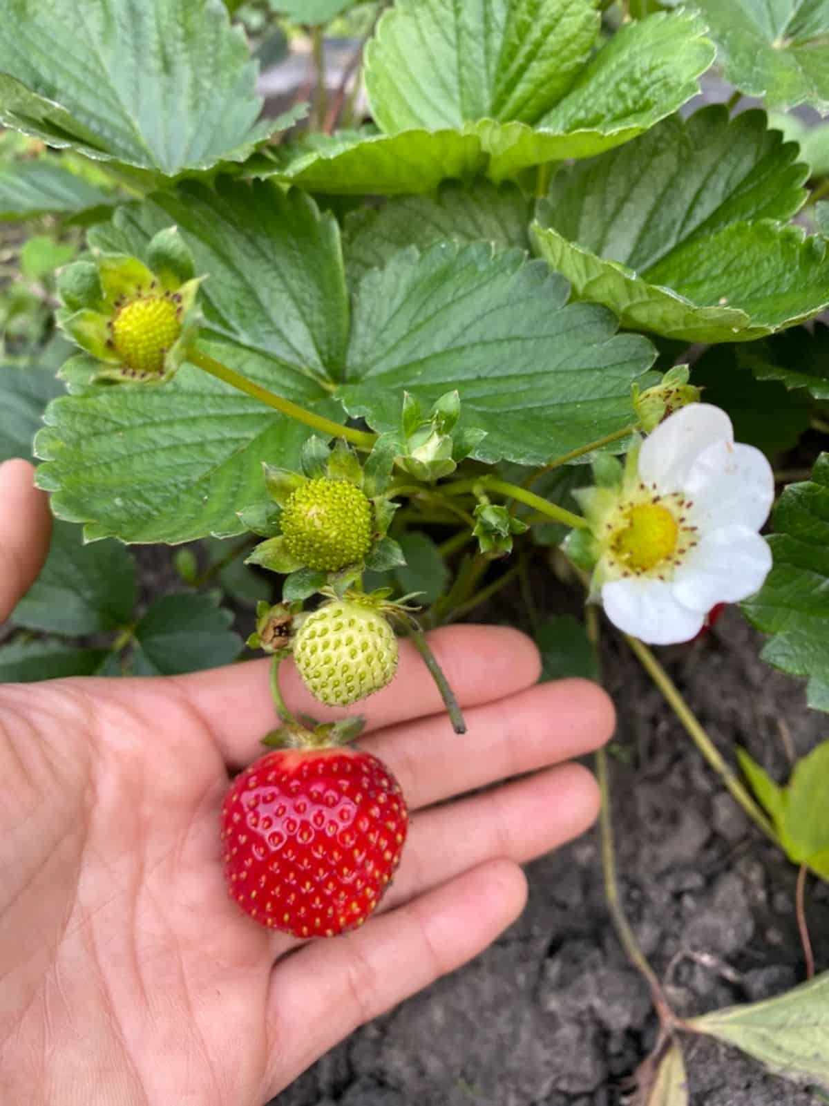 Hand holding a ripe seascape strawberry variety fruits.