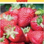 Seascape Strawberry Variety Info And Grow Guide pinterest image.