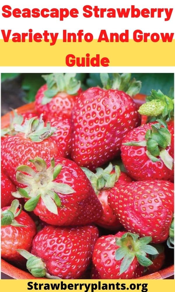 Seascape Strawberry Variety Info And Grow Guide Strawberry Plants