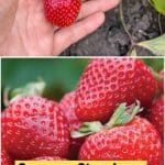 Seascape Strawberry Variety Info And Grow Guide pinterest image.