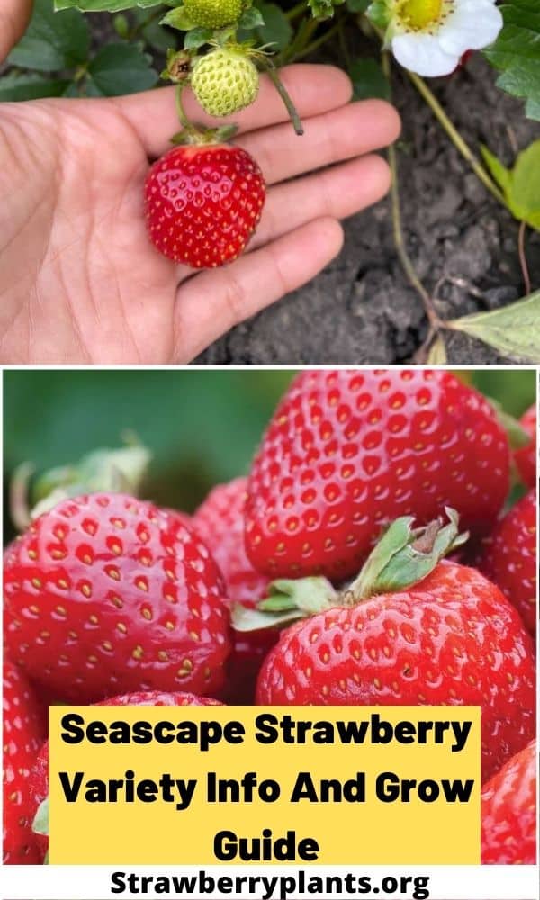 Seascape Strawberry Variety Info And Grow Guide Strawberry Plants