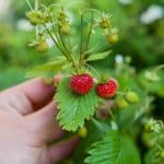 Woodland strawberry plant with delicious, ripe fruits.