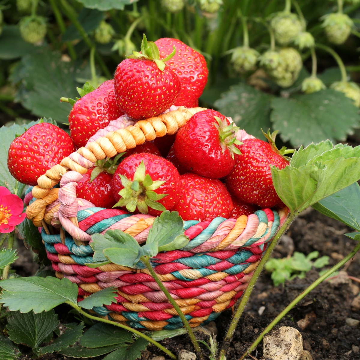 Small basket full of huge ripe freshly picked strawberries
