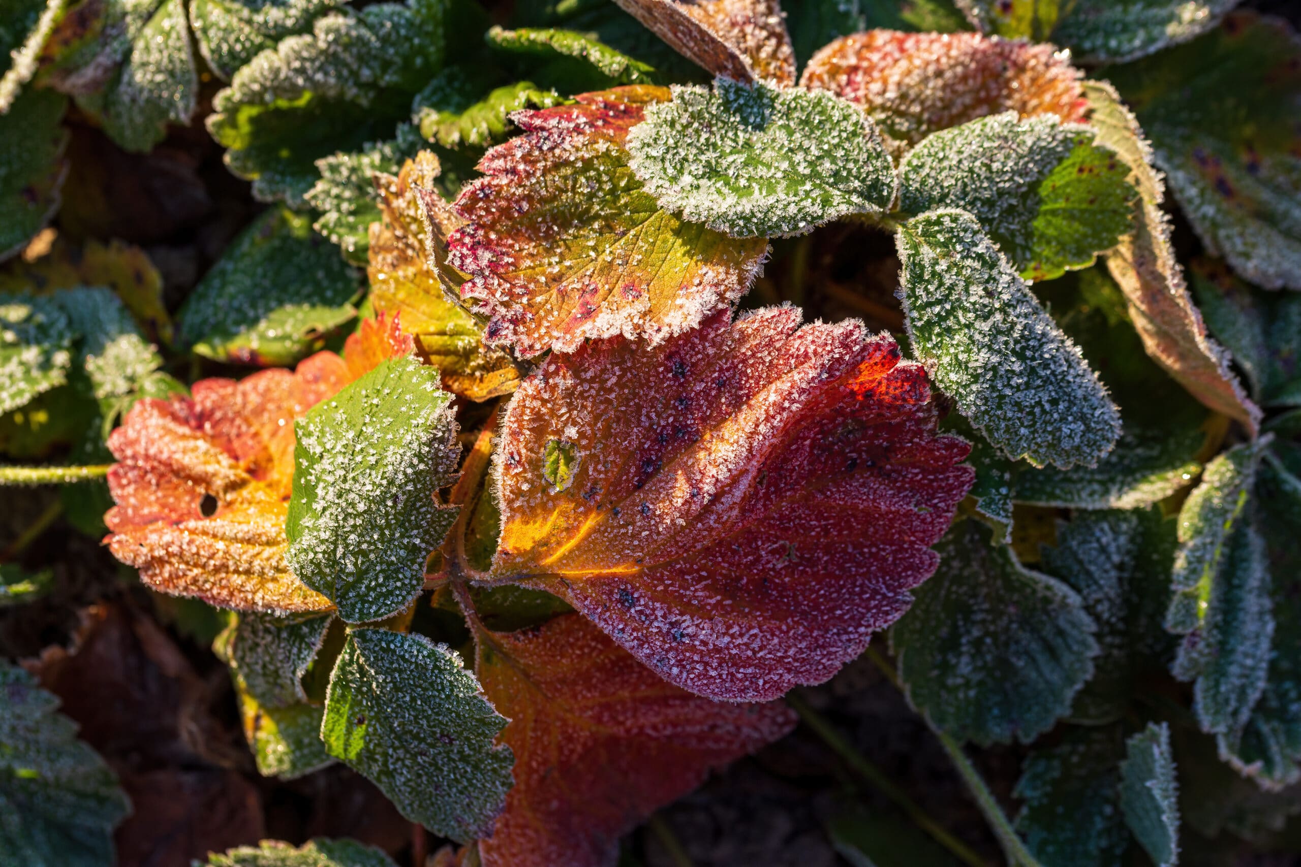 Colorful leaves of strawberry with frosting