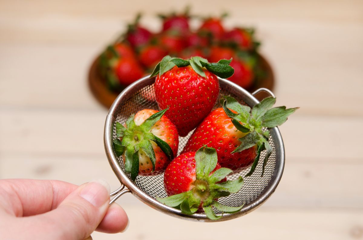 Hand holing a sieve with ripe strawberries,