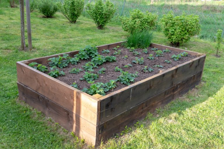 Growing Strawberries In Raised Garden Beds – Strawberry Plants