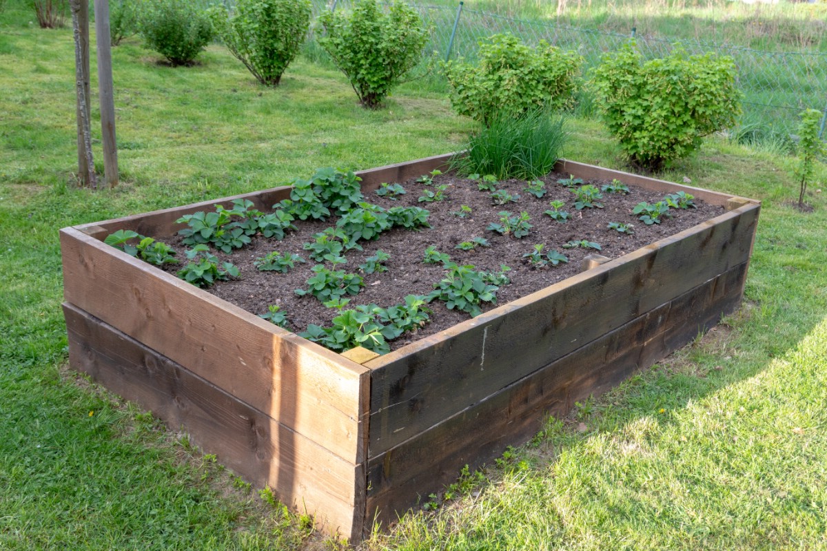 Simple wooden raised garden bed growing strawberries.