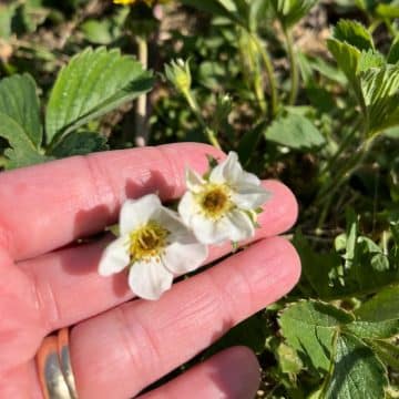 A gardener is holding a strawberry plant with fresh flowers.