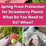 Spring Frost Protection for Strawberry Plants: What Do You Need to Do? When? pinterest image