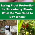 Spring Frost Protection for Strawberry Plants: What Do You Need to Do? When? pinterest image