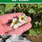 Spring Frost Protection for Strawberry Plants: What Do You Need to Do? When? pinterest image