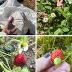 Spring Frost Protection for Strawberry Plants: What Do You Need to Do? When? pinterest image