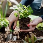 A gardener is ready to plant a strawberry transplant.