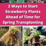 2 Ways to Start Strawberry Plants Ahead of Time for Spring Transplanting pinterest image