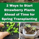 2 Ways to Start Strawberry Plants Ahead of Time for Spring Transplanting pinterest image