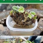 2 Ways to Start Strawberry Plants Ahead of Time for Spring Transplanting pinterest image