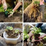 2 Ways to Start Strawberry Plants Ahead of Time for Spring Transplanting pinterest image