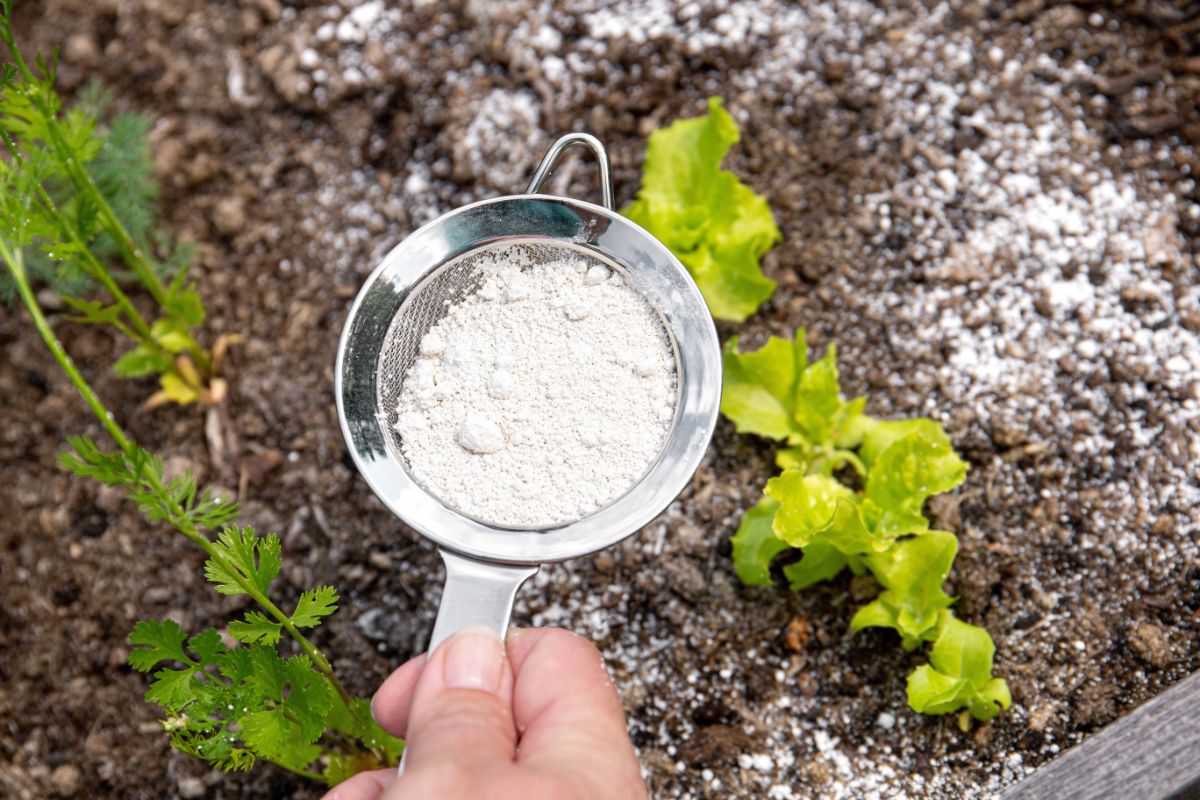 Hand sprinkling plants with diatomaceous earth.