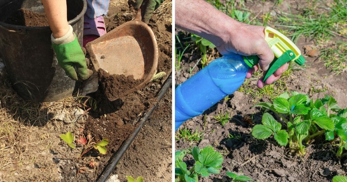 Photo collage featuring two methods to get the strawberry plants flower.