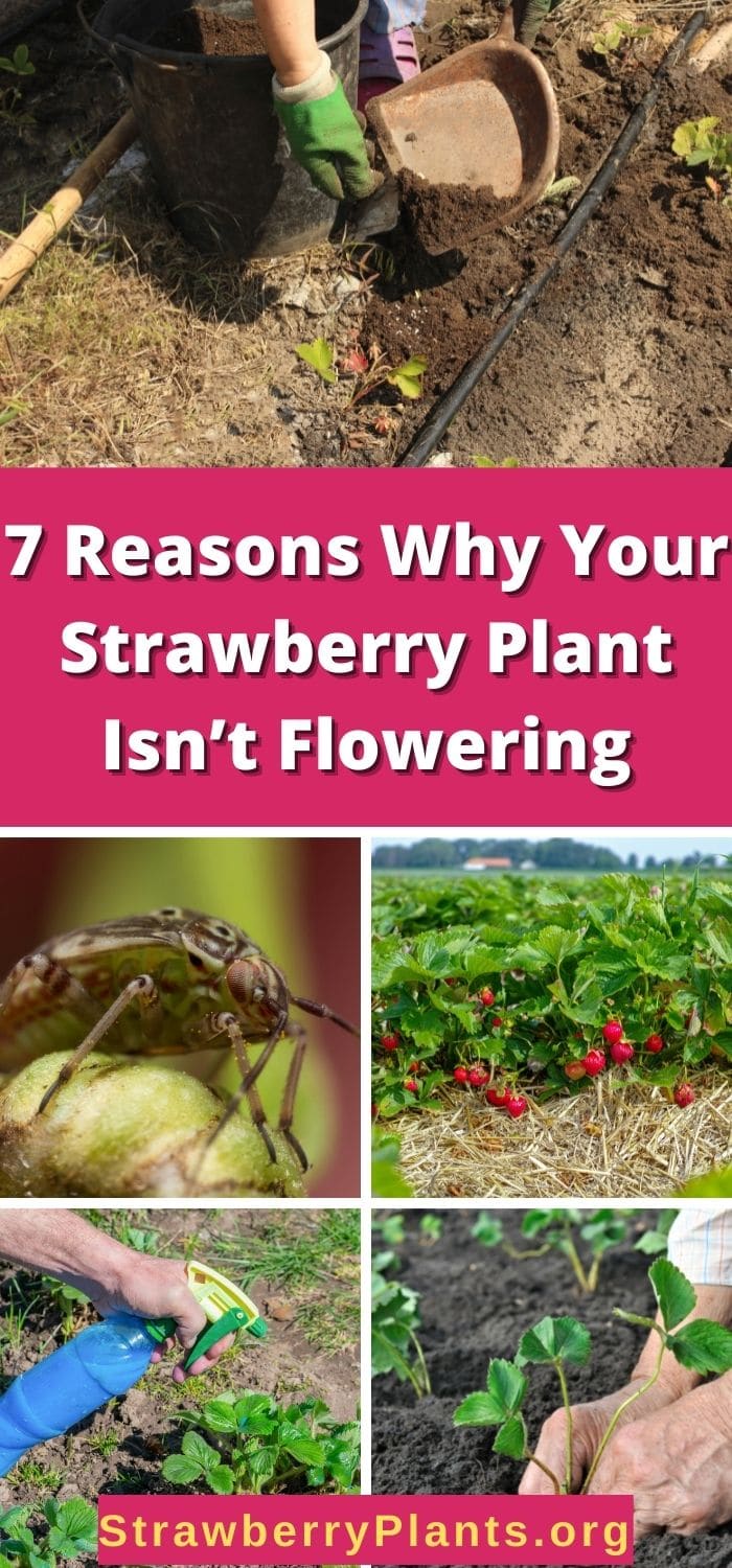 7 Reasons Why Your Strawberry Plant Isn’t Flowering Strawberry Plants