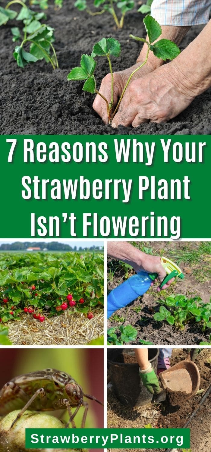 7 Reasons Why Your Strawberry Plant Isn’t Flowering Strawberry Plants