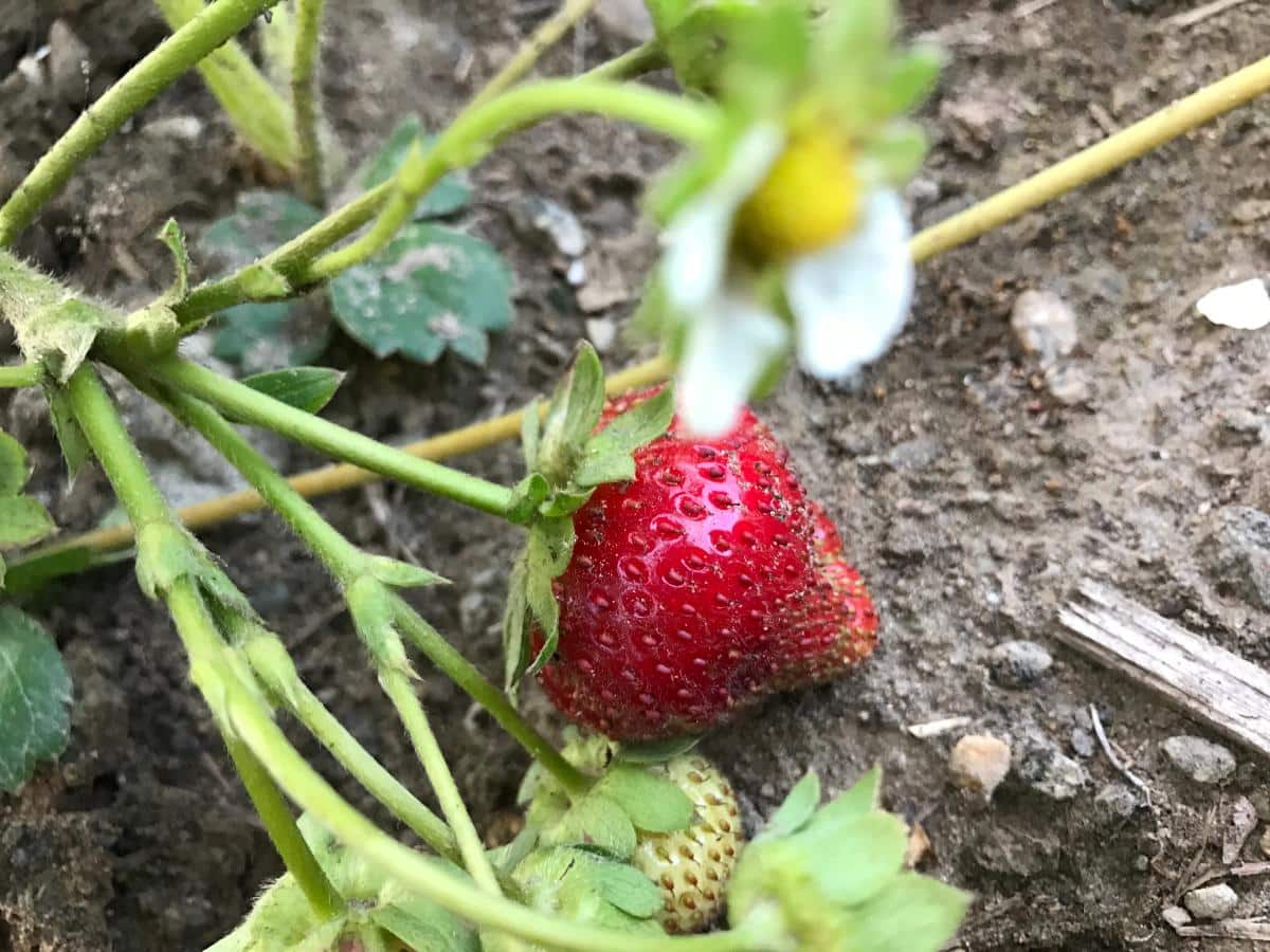 June bearing strawberry plants