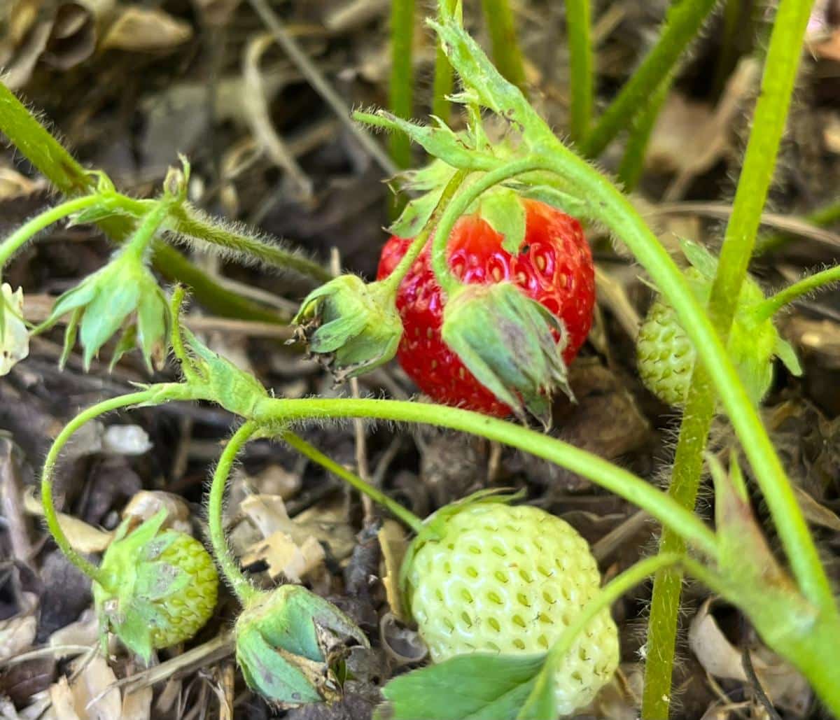 Day neutral strawberries ripening