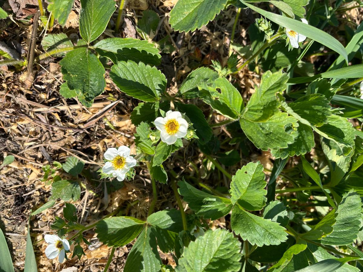 Strawberry blossoms with frost damaged darkened centers