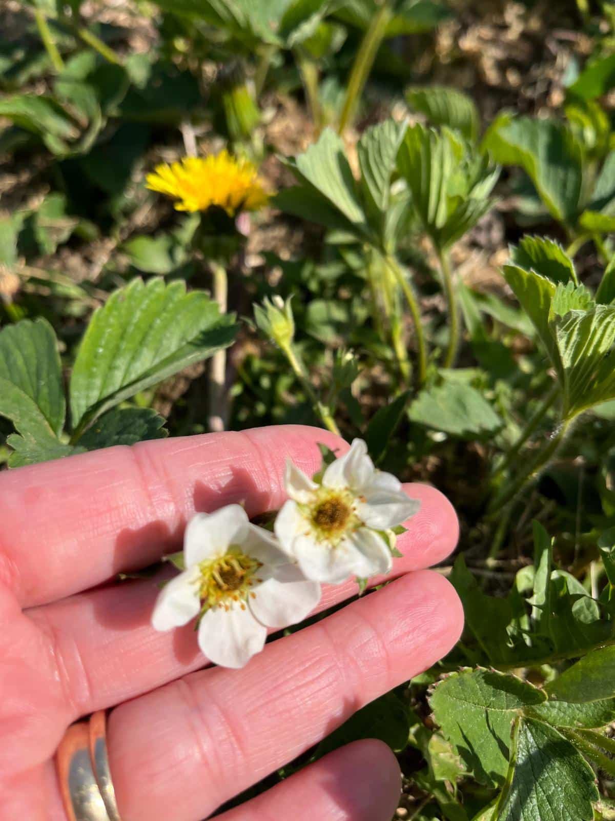 Dark centers in strawberry blossoms that were frosted