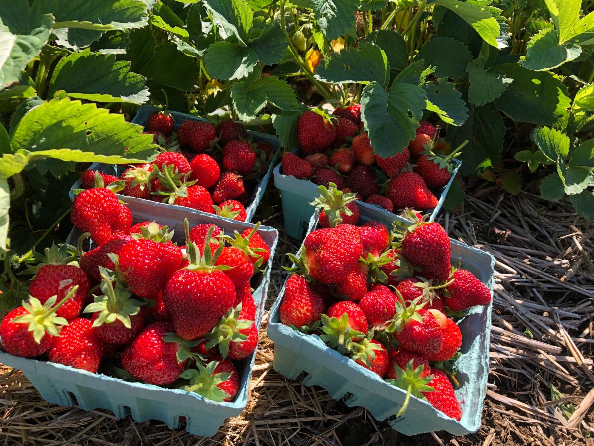 A good harvest of homegrown strawberries