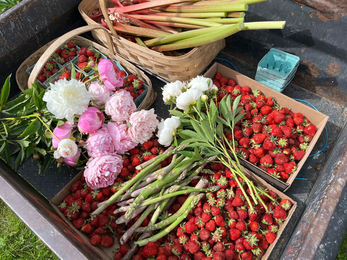 Flats of fresh strawberries and a harvest of asparagus and peonies