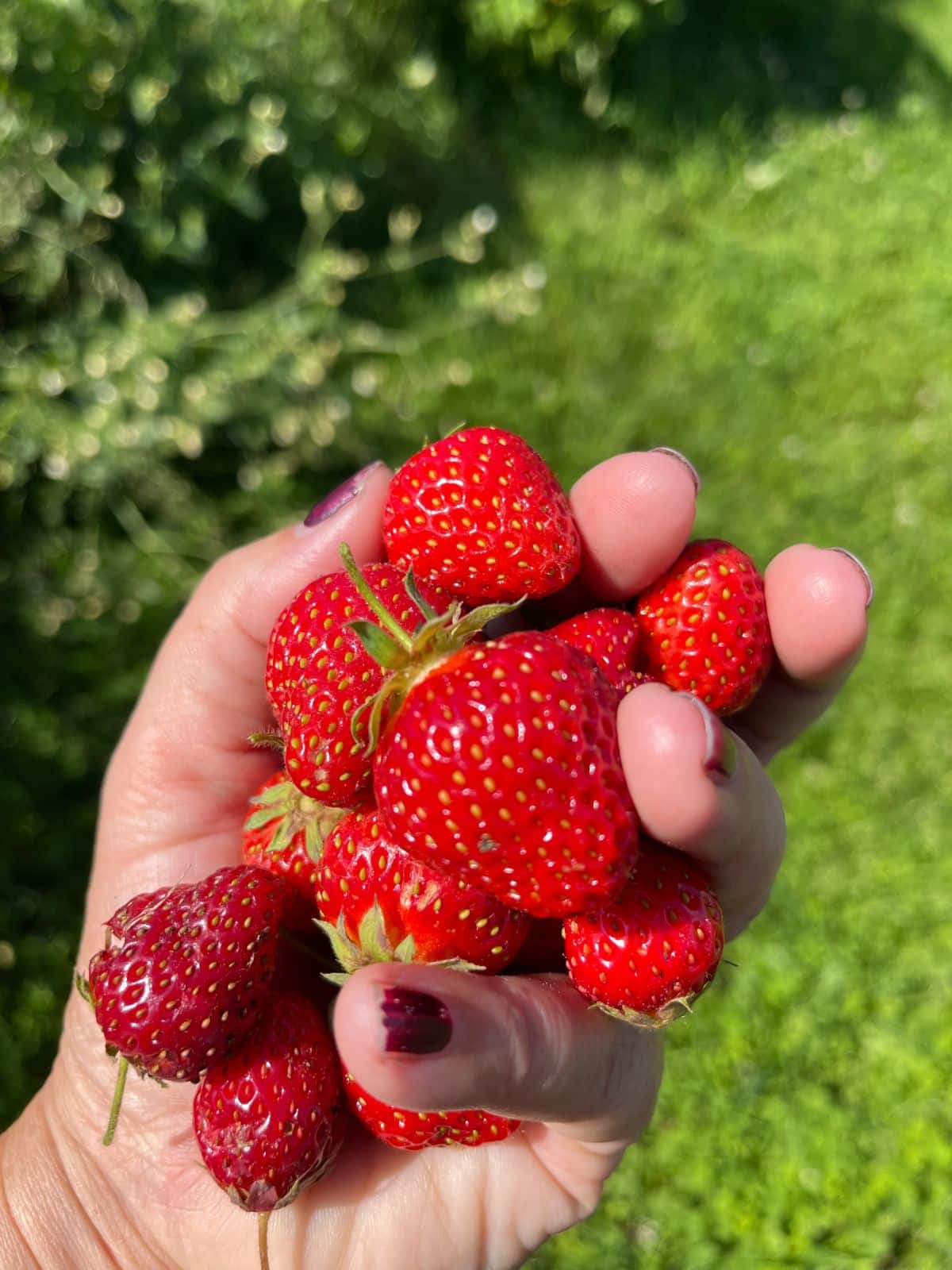 Fresh, ripe strawberries held in a hand
