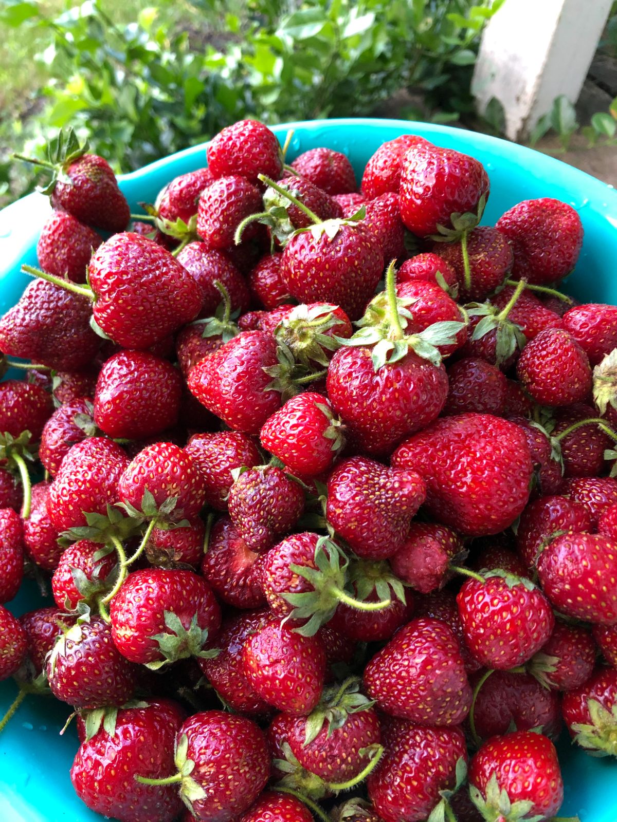 Fresh strawberries in a colander