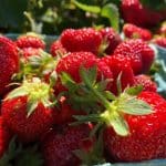 Ripe organic strawberries.