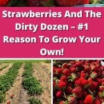 Strawberries And The Dirty Dozen – #1 Reason To Grow Your Own! pinterest image.