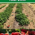 Strawberries And The Dirty Dozen – #1 Reason To Grow Your Own! pinterest image.